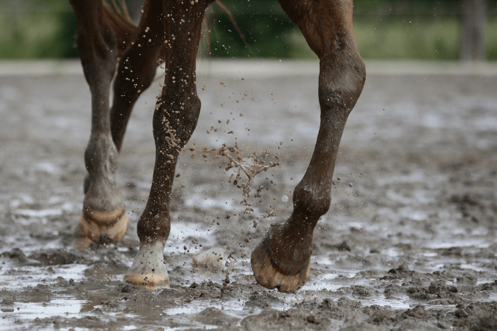 routine gale de boue chez le cheval